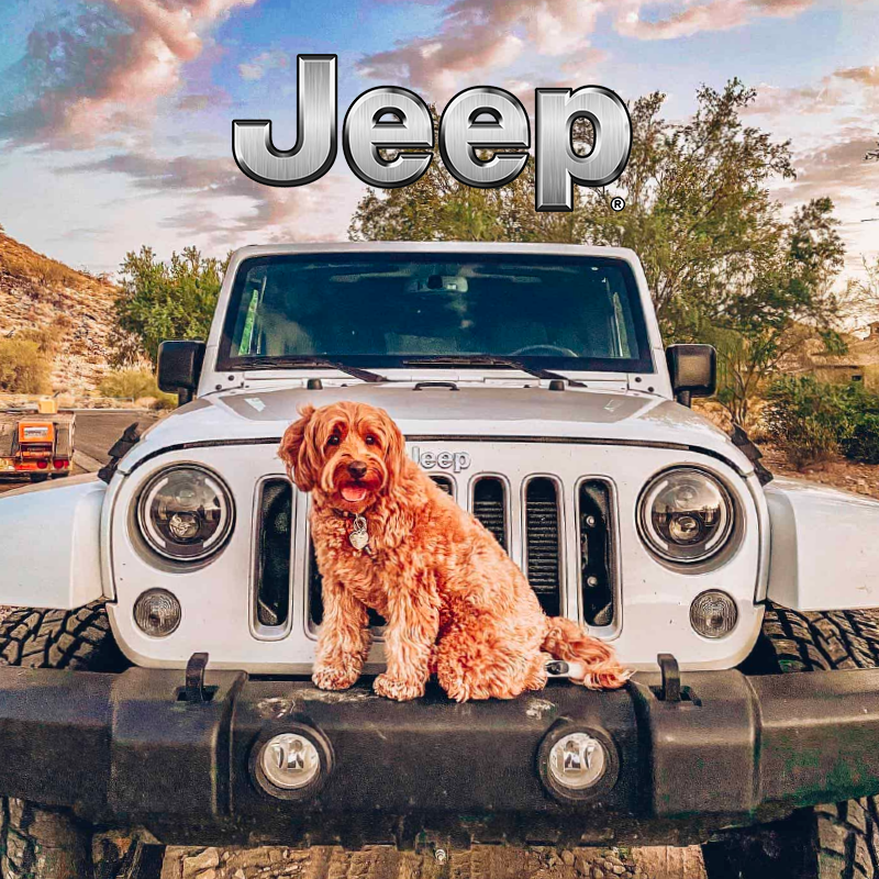 Jeep-dog-image